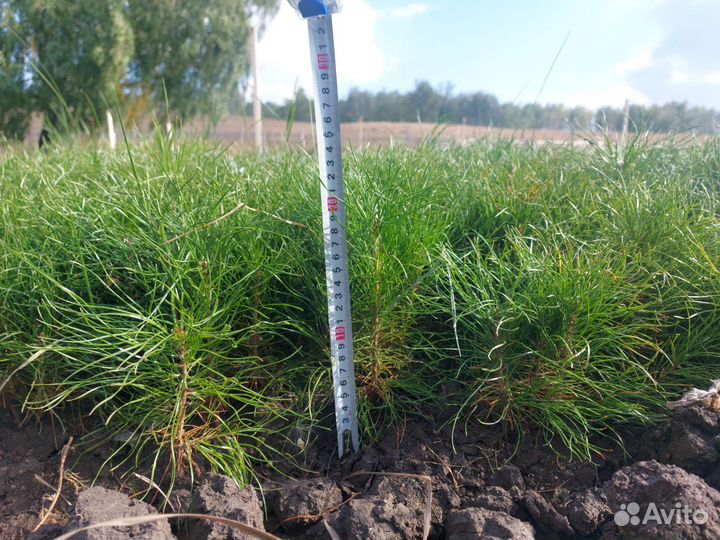 Сеянцы сосны зкс окс