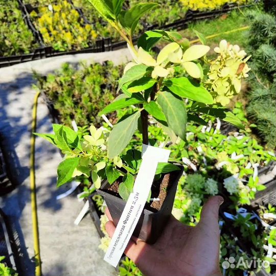 Гортензии метельчатые в ассортименте в п9