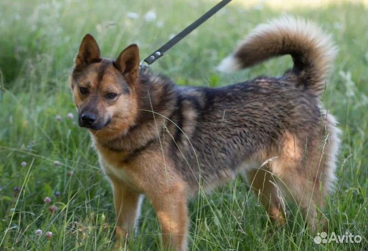 Ласковый Вальд в добрые руки