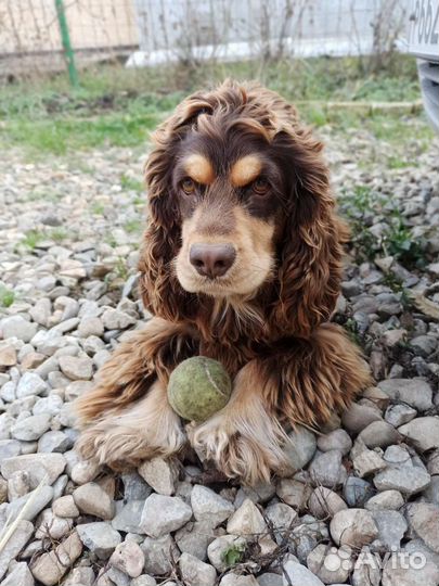 Английский кокер-спаниель