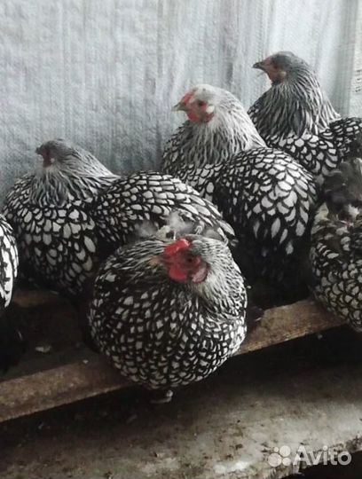 Петух Виандонт золото