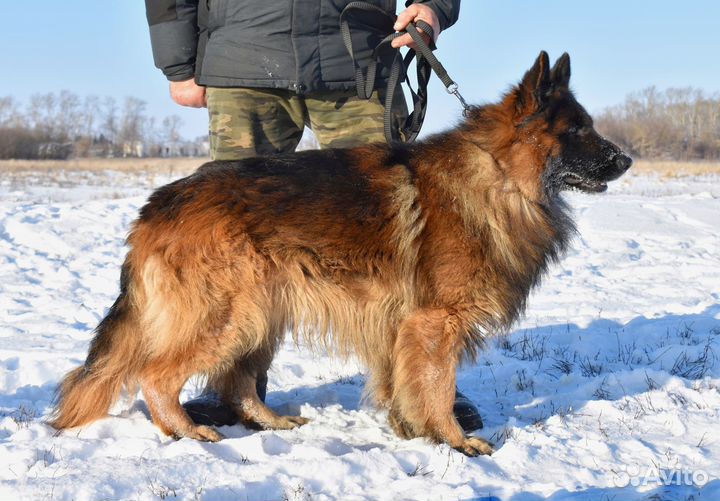 Немецкая овчарка вязка