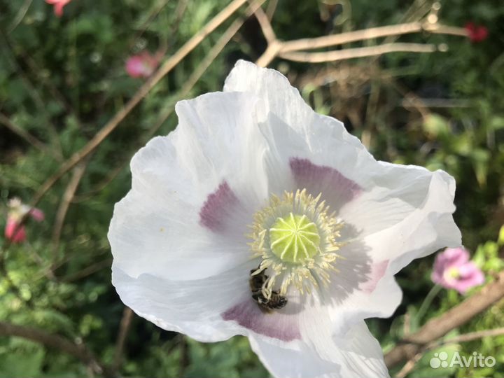 Мак гигантский сиреневый семена