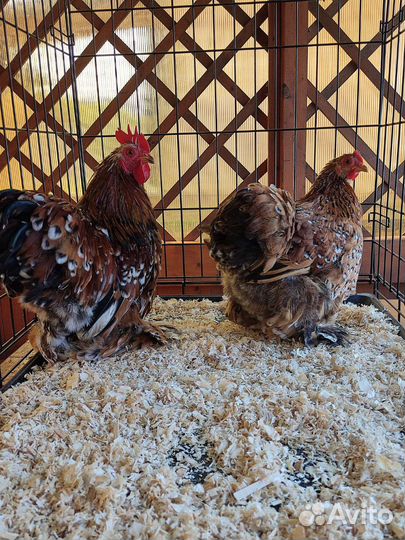 Султанки, шелковые, карл. кохи,ко шамо, модерны