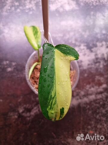 Филодендрон меджик маск