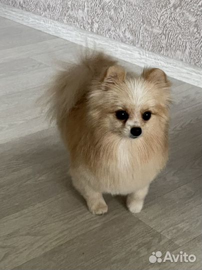 Щенки шпица