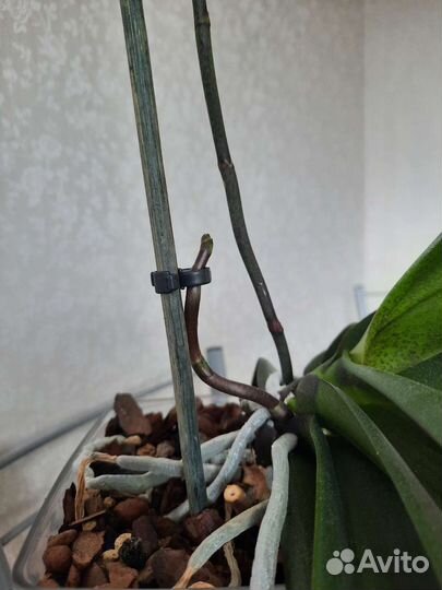 Орхидея дендробиум