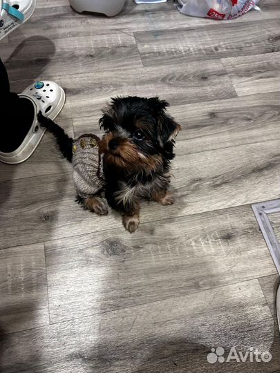 Вязаный костюм зимний на маленькую собаку