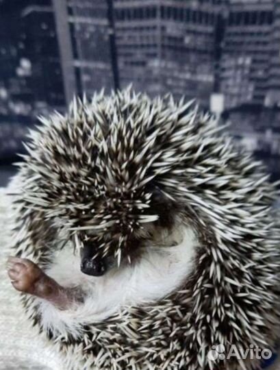 Африканский ежик вязка