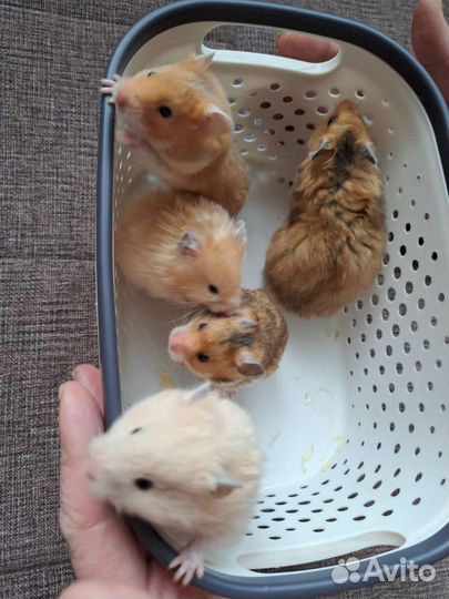 Сирийский хомяк