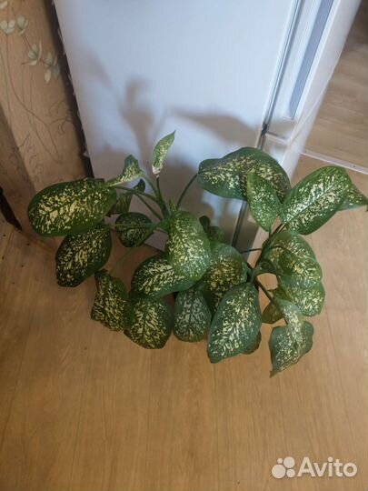 Диффенбахия 1 метр