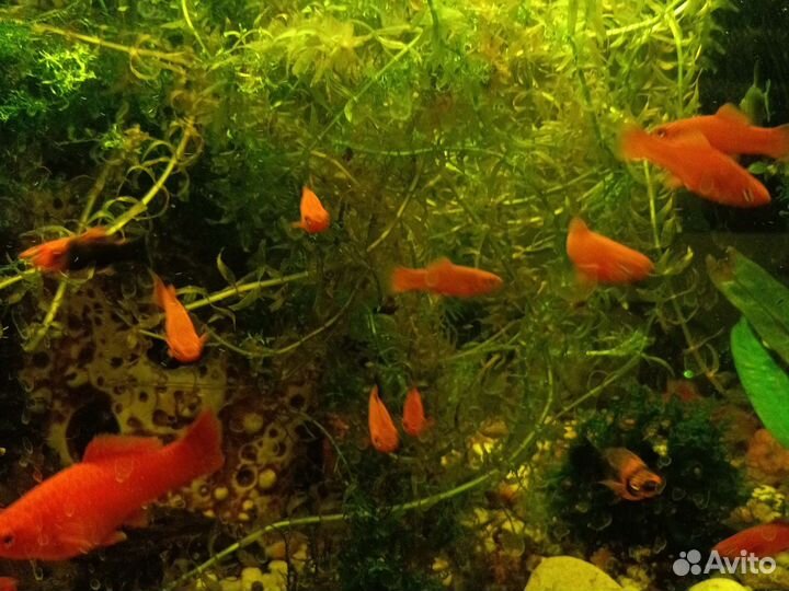 Аквариумное рыбки