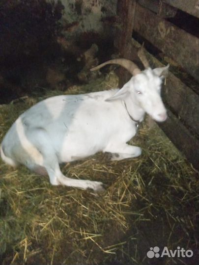 Корова и козы