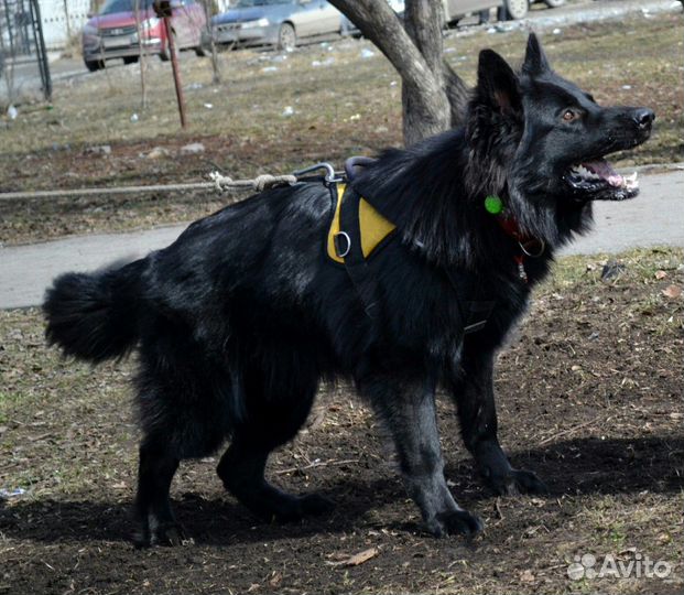 Немцы(вязка)