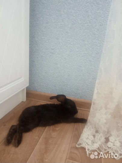 Передержка животных