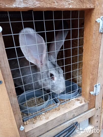 Продам кроликов