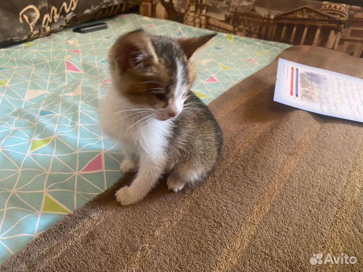 Кошки в добрые руки бесплатно