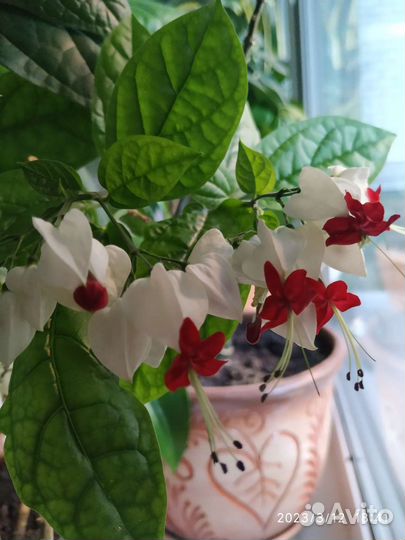 Клеродендрум Томпсона