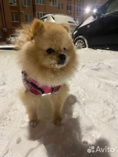 Померанский шпиц вязка кобель