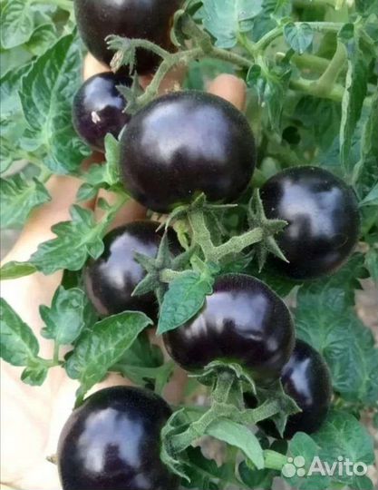 Рассада томатов