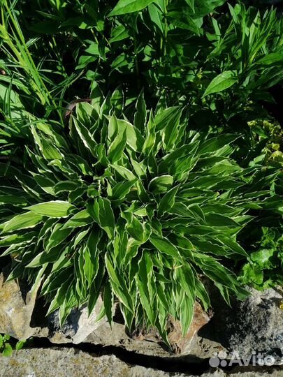 Многолетние цветы