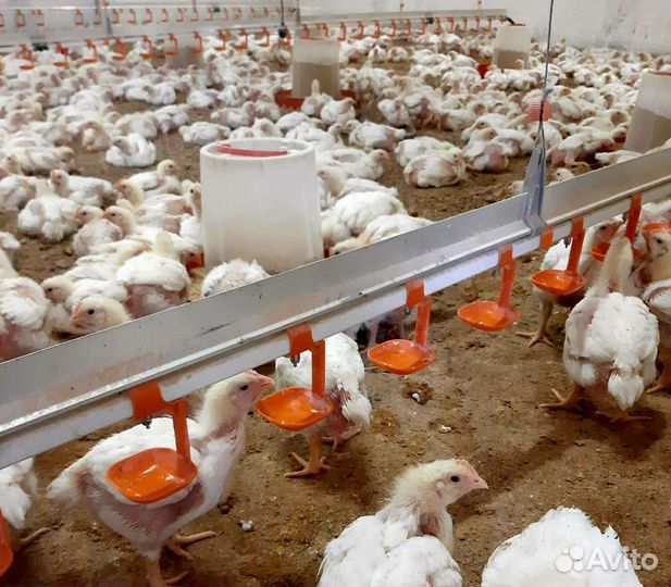 Продаю цыплят подрощеного бройлера