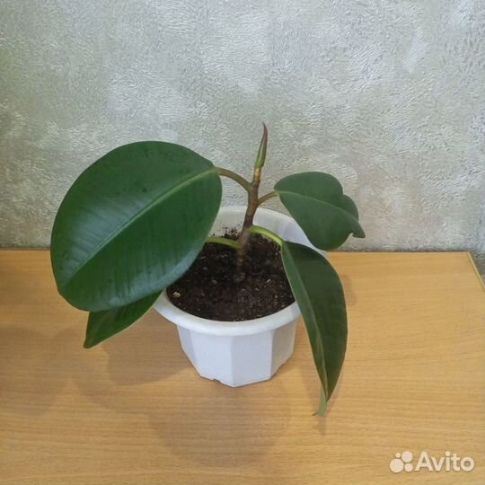 Фикус каучуконосный