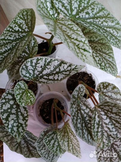 Кейн бегонии