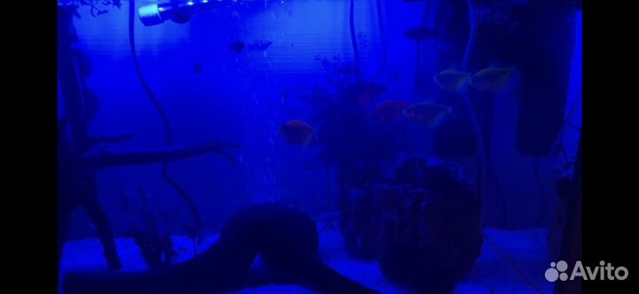 Рыбки аквариумные тернеции