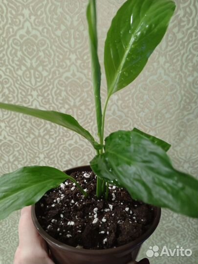 Цветок женское счастье