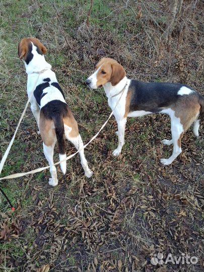 Щенки русской пегой гончей