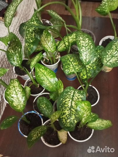 Комнатные домашние растения