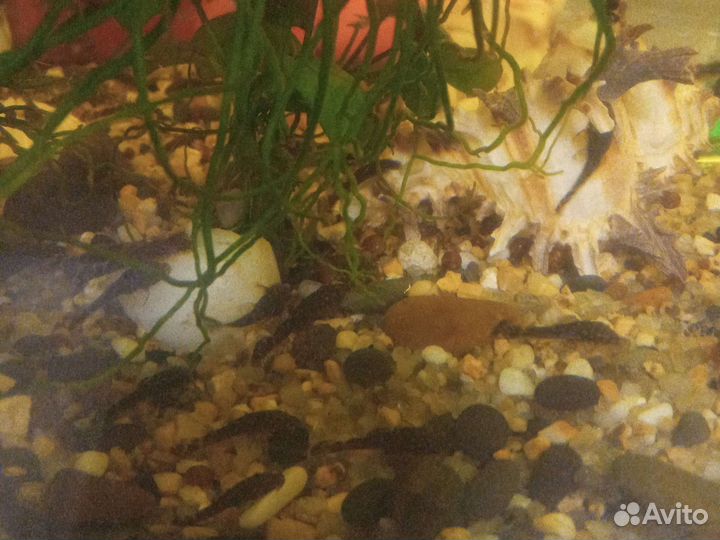 Анциструсы