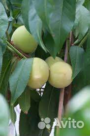 Саженцы vip cорта персика Айс Пич (Ice Peach)