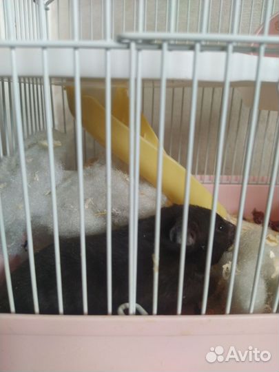 Хомяк девочка