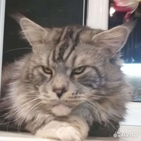 Приглашаем кошечку