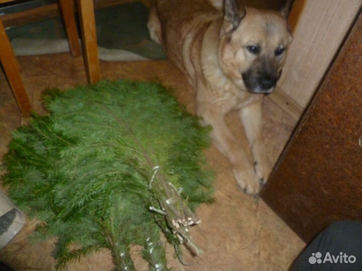 Пихтовые веники. свежие сибирские авито доставка