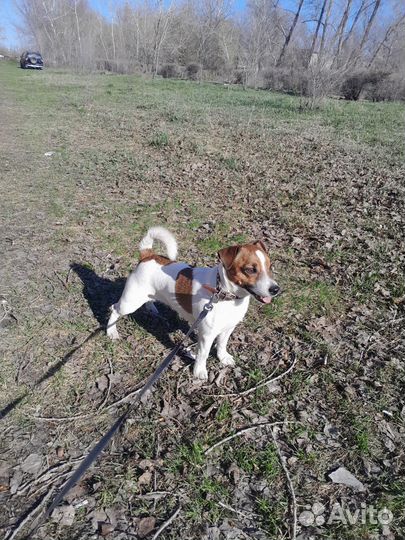 Собака для вязки