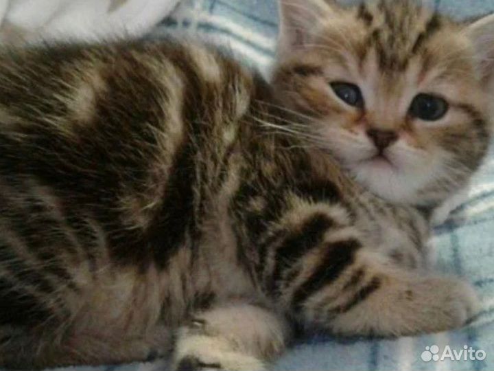Котята