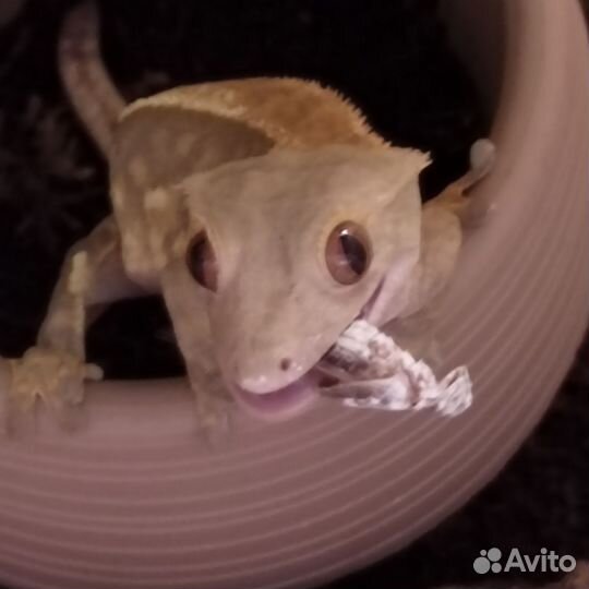 Передержка рептилий (змеи, ящерицы)