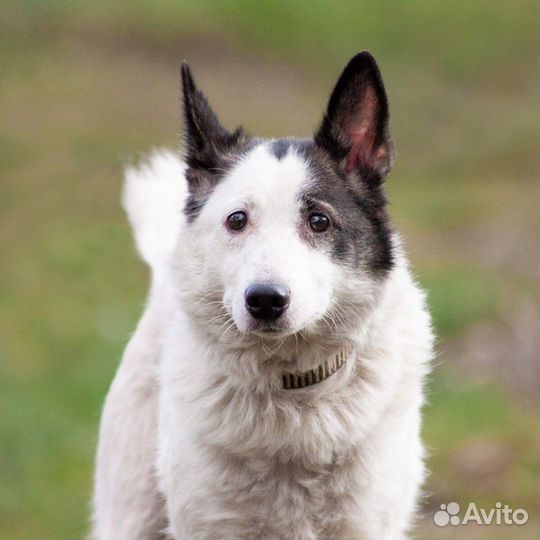 Отдается собака Белка в хорошие руки