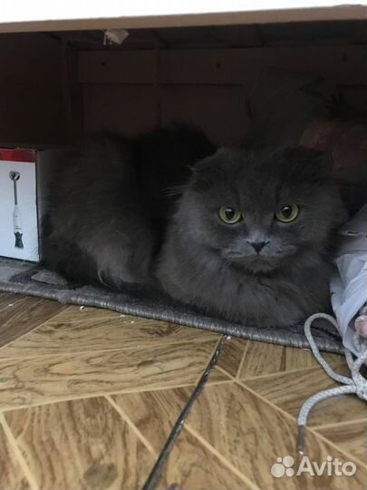 Кошка в дар