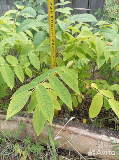 Саженцы орех маньчжурский