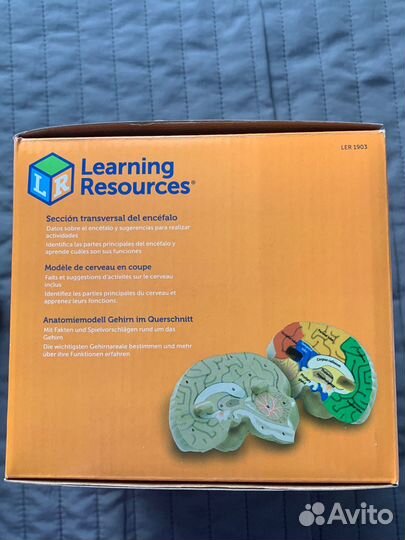 Развивающая игрушка brain model анатомия