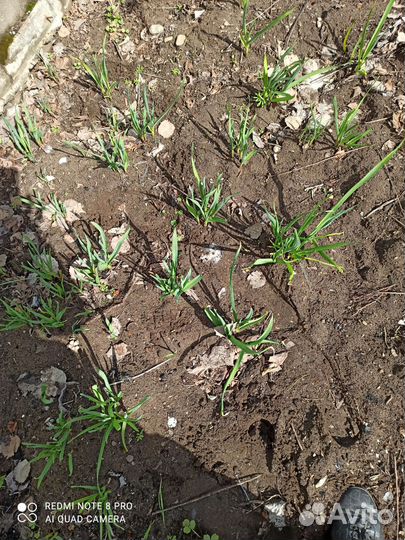 Чеснок зимний