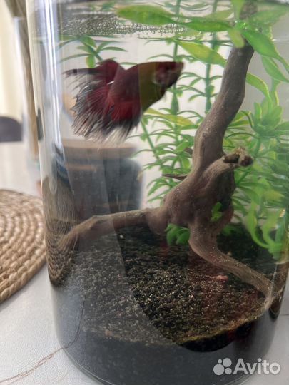 Рыбка петушок