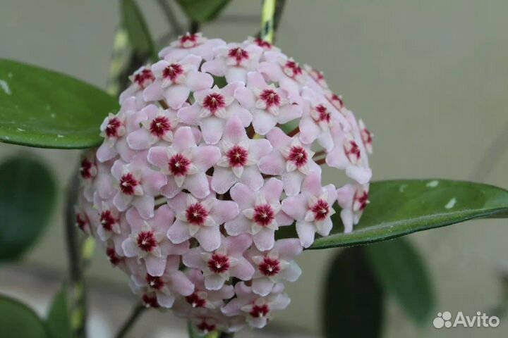 Хойя карноза