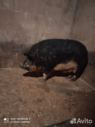 Мангалица хряк