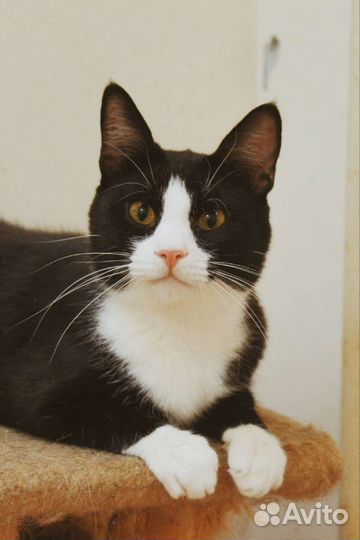 Котик ищет дом