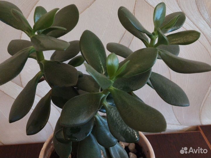 Денежное дерево